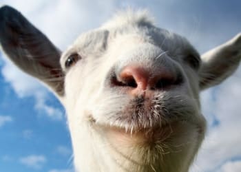 Goat Simulator oficjalnie zawita na mobilne platformy